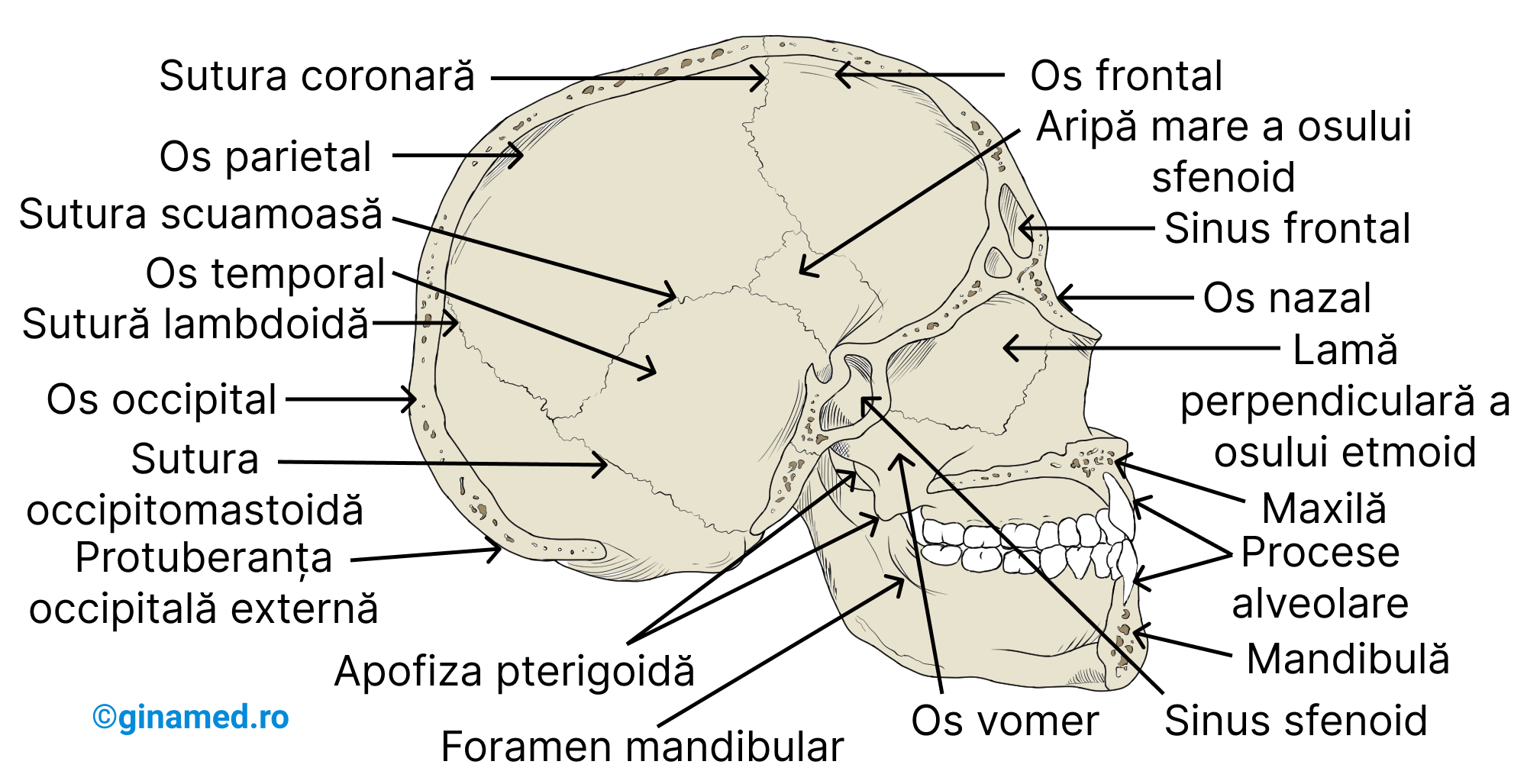 Anatomia internă a cutiei craniene în secțiune sagitală, privind partea stângă a craniului.