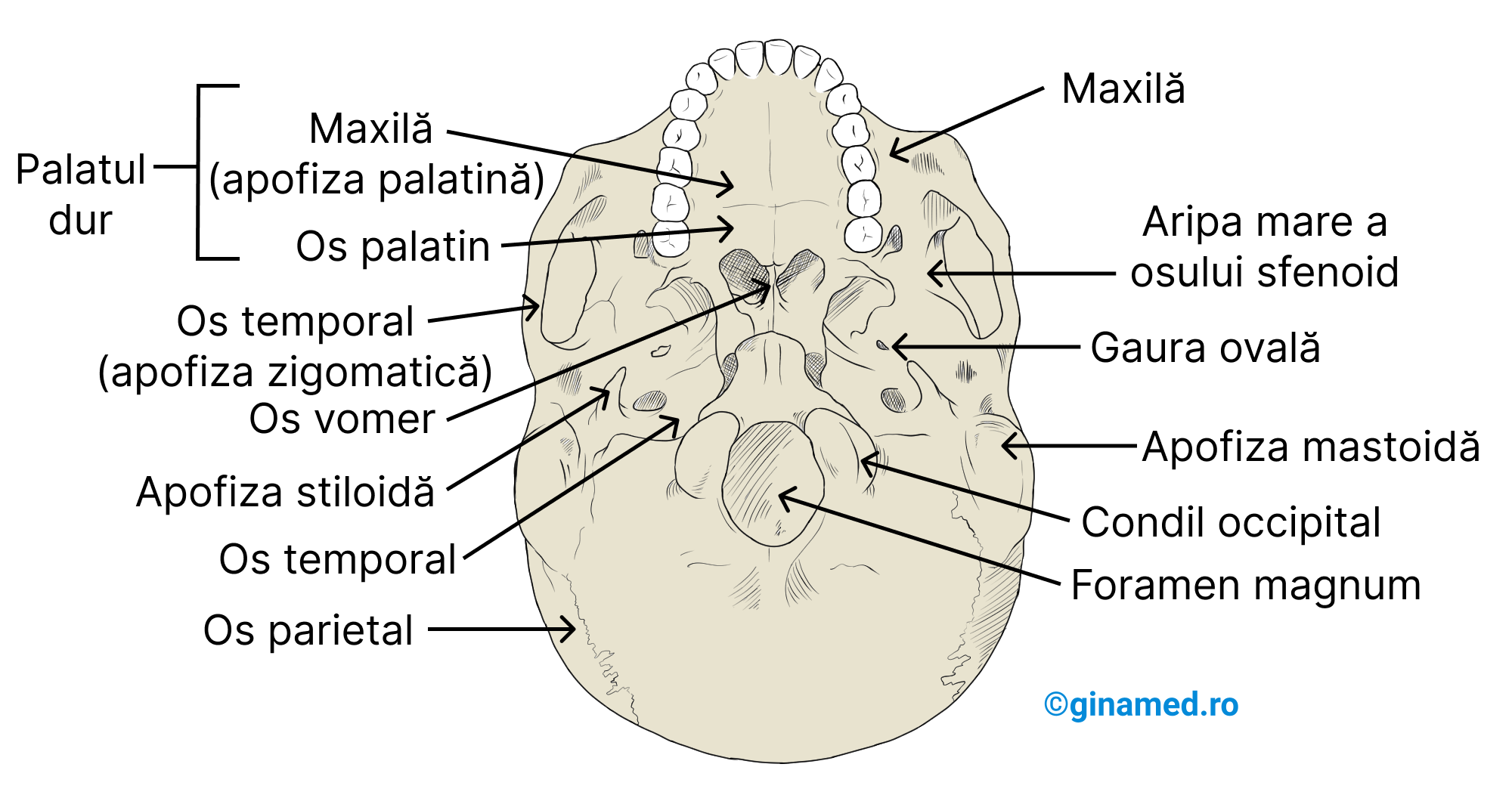 Cutia craniană - vedere inferioară din care a fost îndepărtată mandibula.