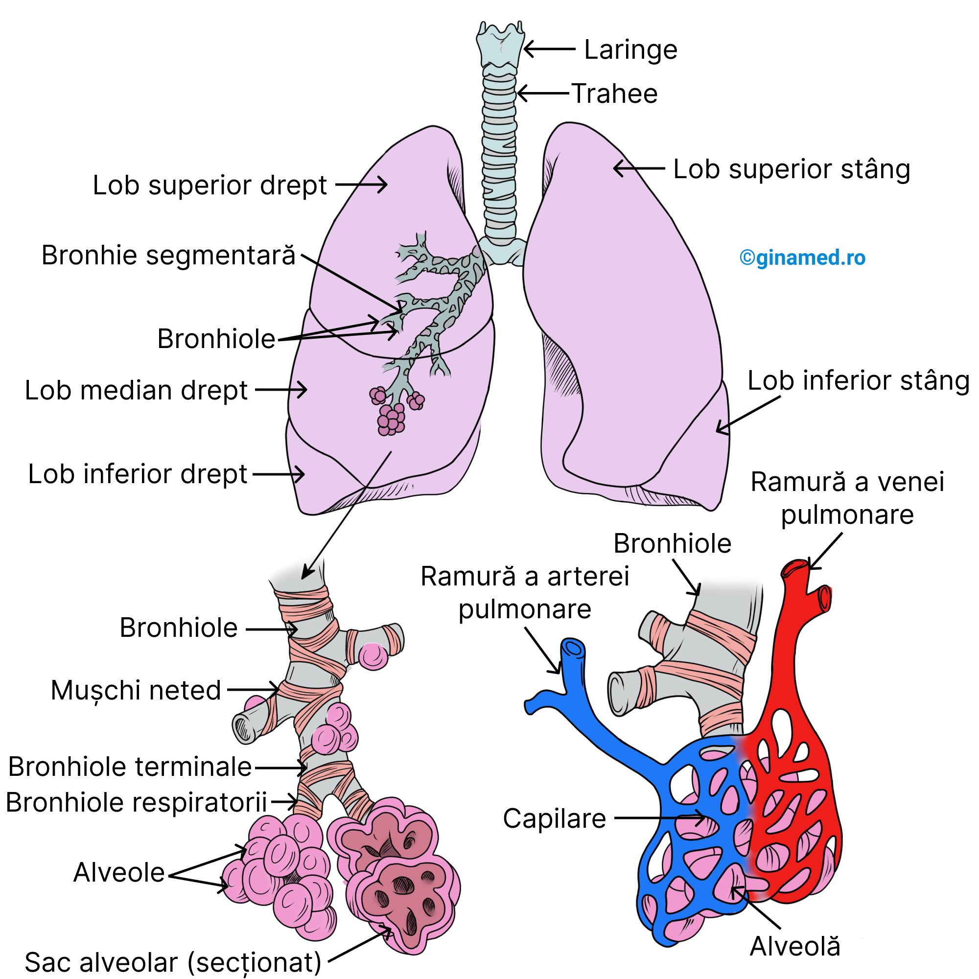 Plămânii și alveolele.