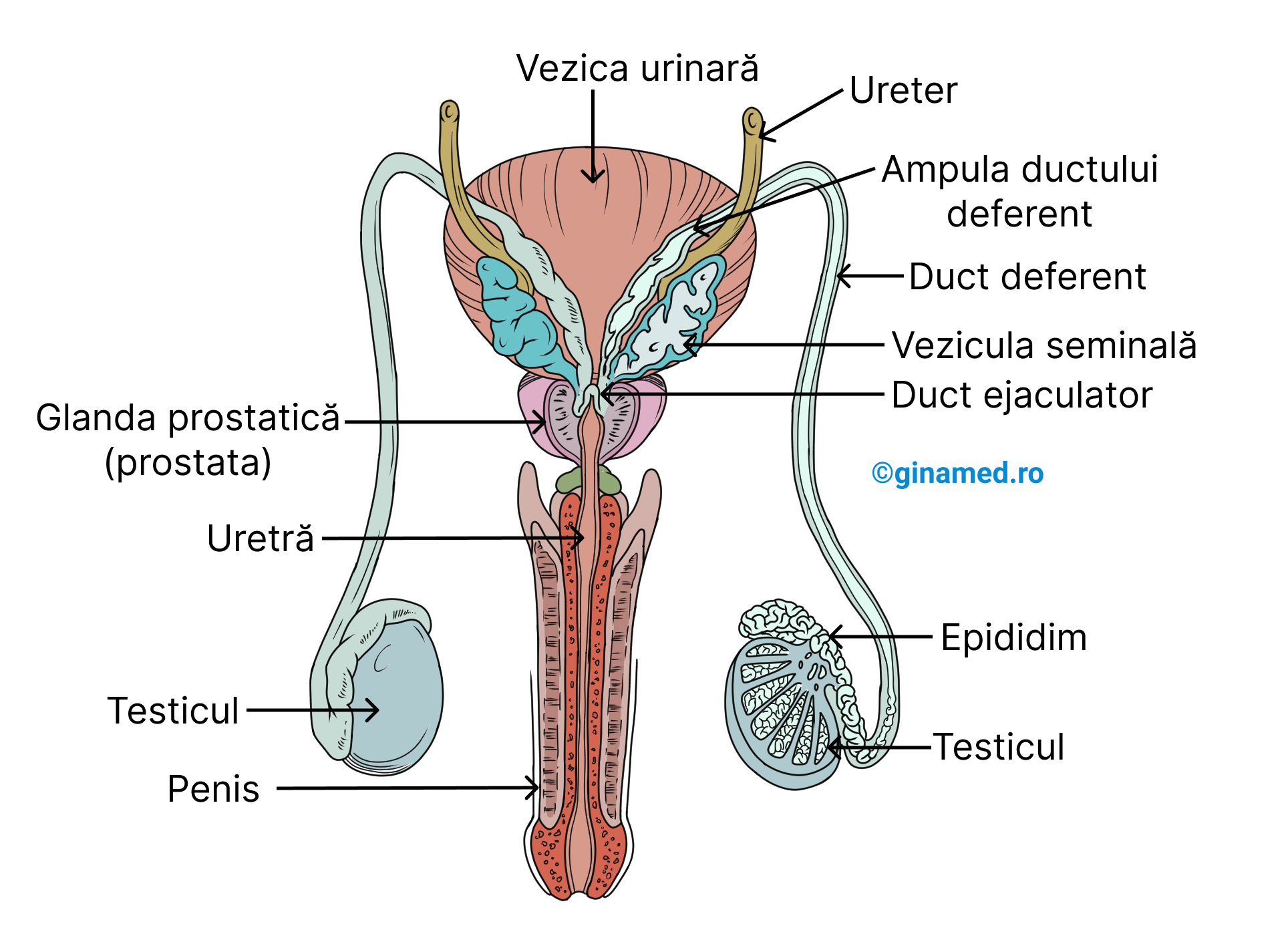 Ductele și organele anexe ale sistemului reproducător masculin - vedere posterioară.&nbsp;