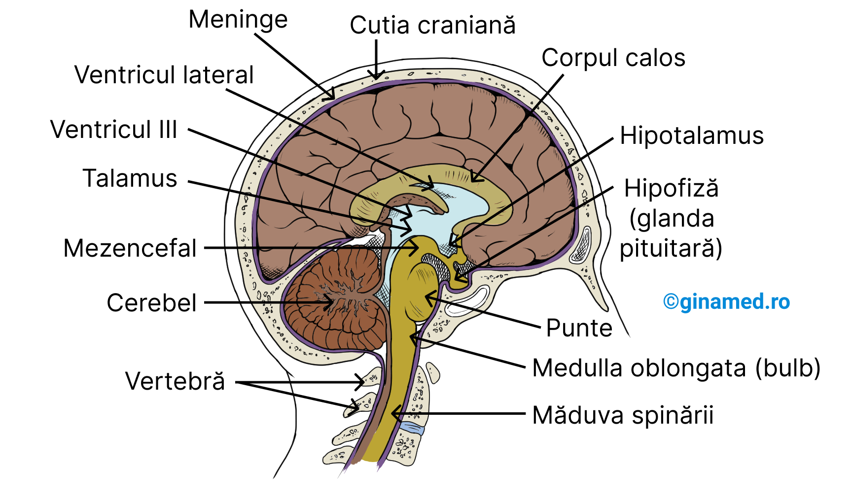 Secțiune sagitală a encefalului uman din cutia craniană.
