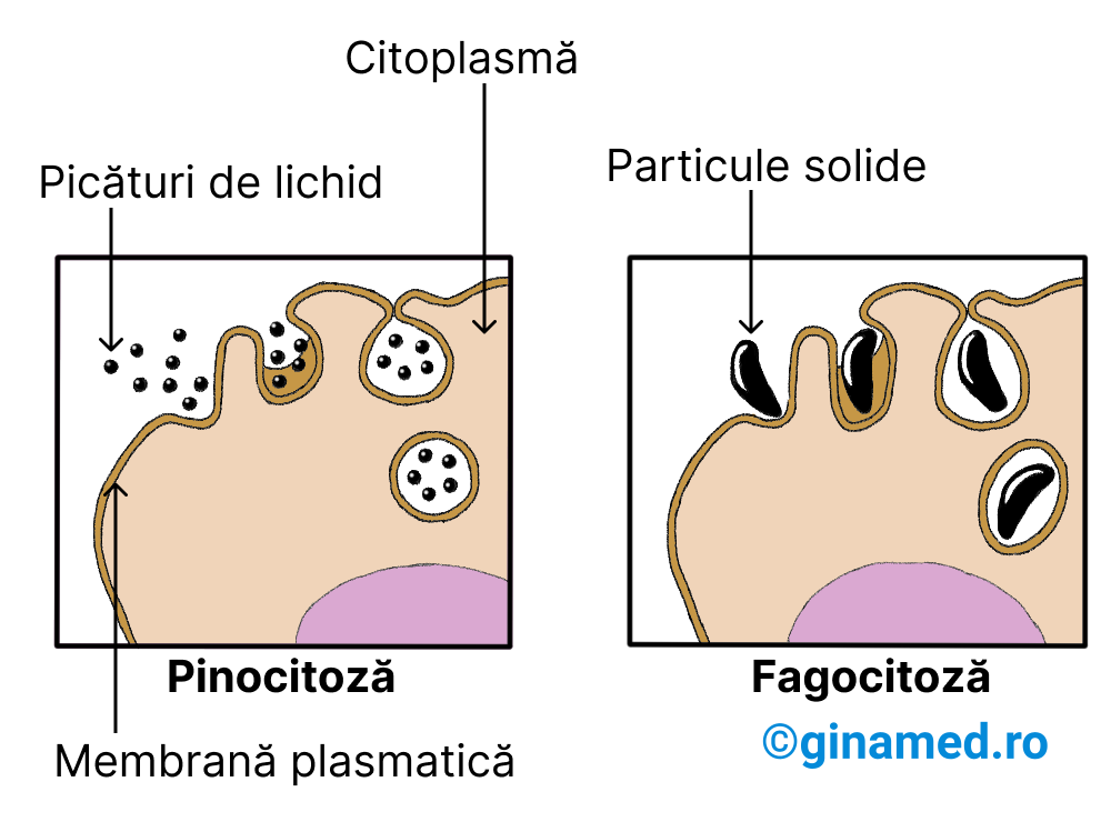 Tipuri de endocitoză: pinocitoza și fagocitoza.