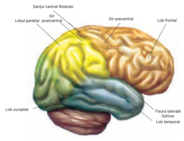 Fața laterală a emisferelor cerebrale.