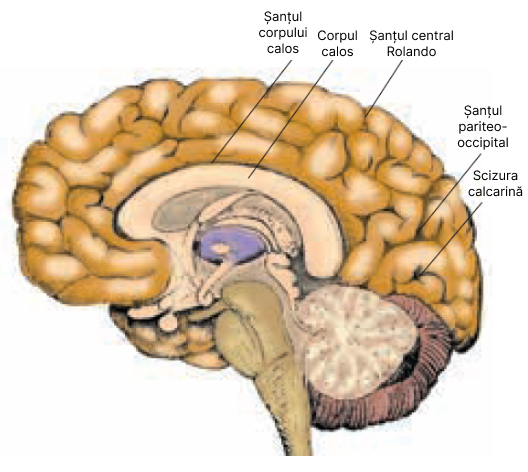Fața medială a emisferelor cerebrale și corpul calos.
