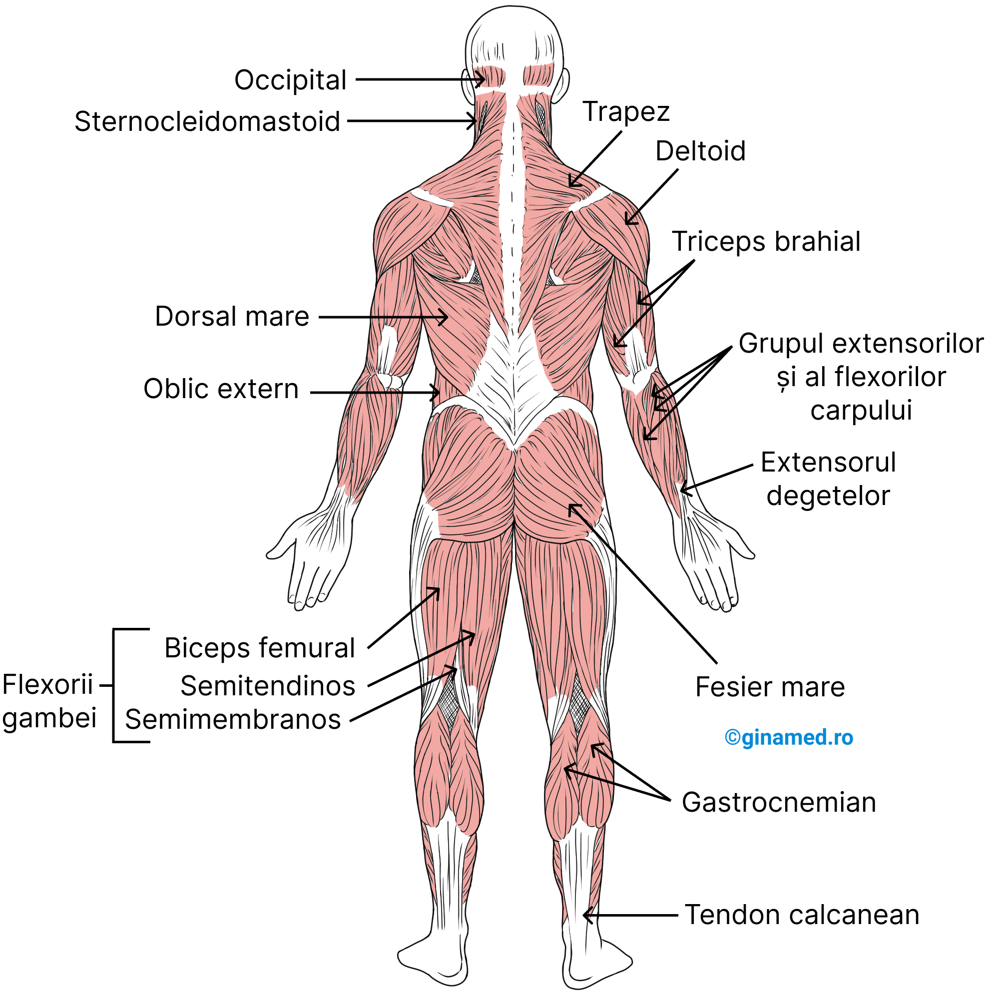 Mușchii superficiali dispuși pe fața posterioară a corpului.