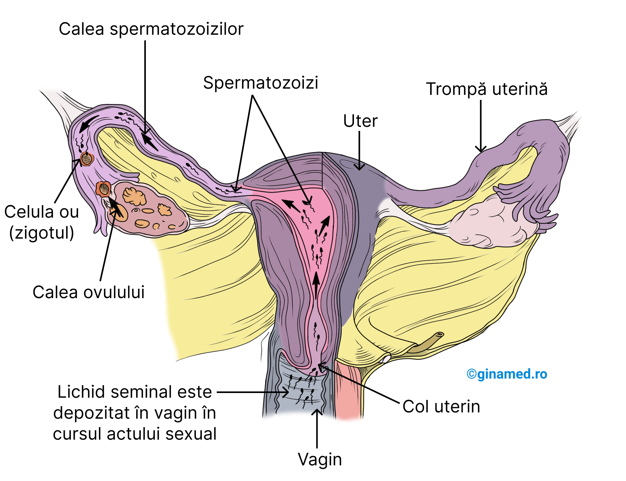 Fecundația la nivelul trompelor uterine.