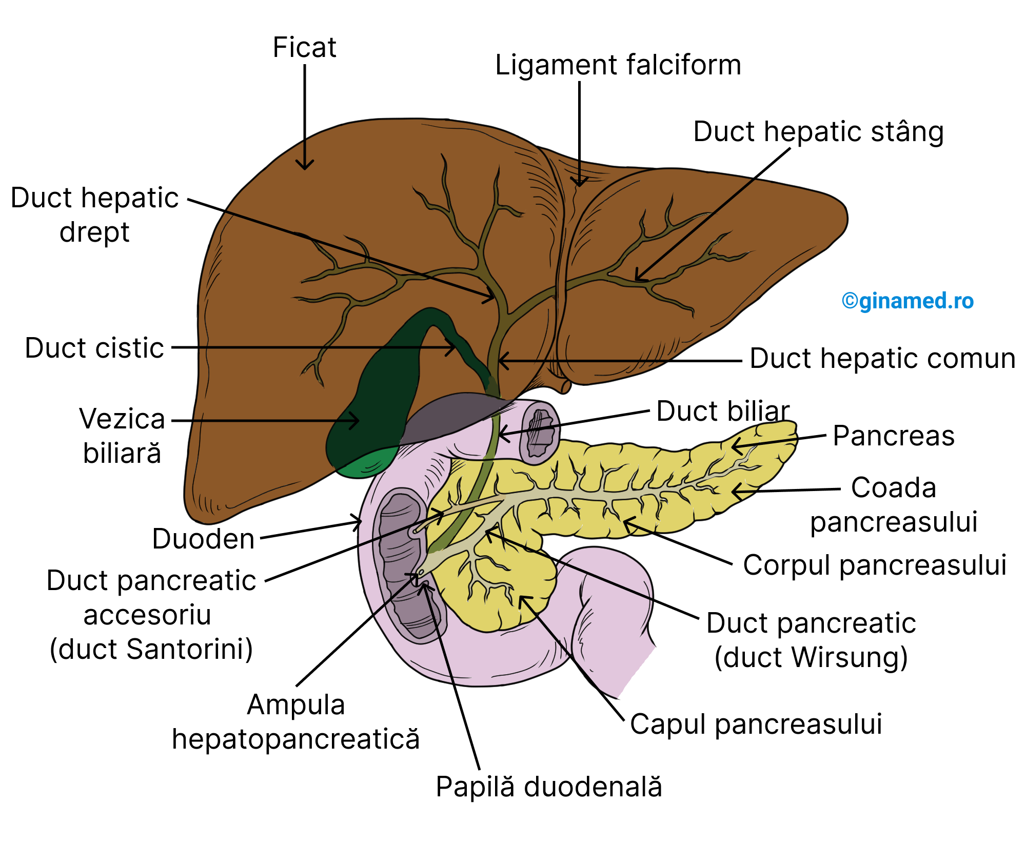Structura ficatului, pancreasului și a sistemului de ducte ale acestora - vedere anterioară.
