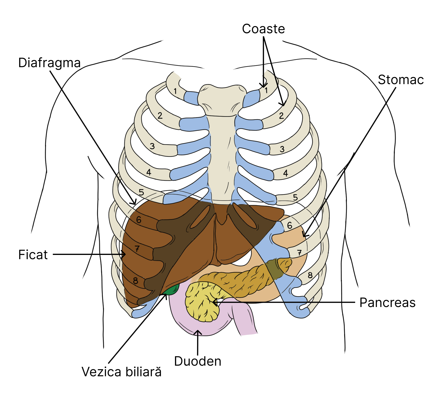 Anatomia și poziția ficatului și a pancreasului - vedere anterioară (ventrală).