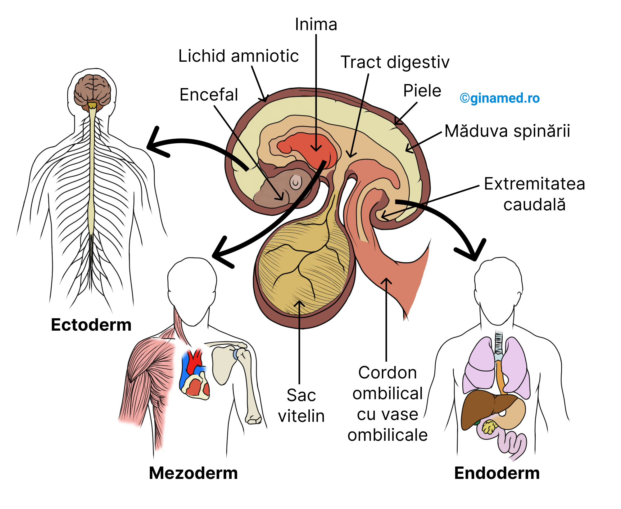 Cele 3 foițe din alcătuirea embrionului și organele care se formează din acestea.