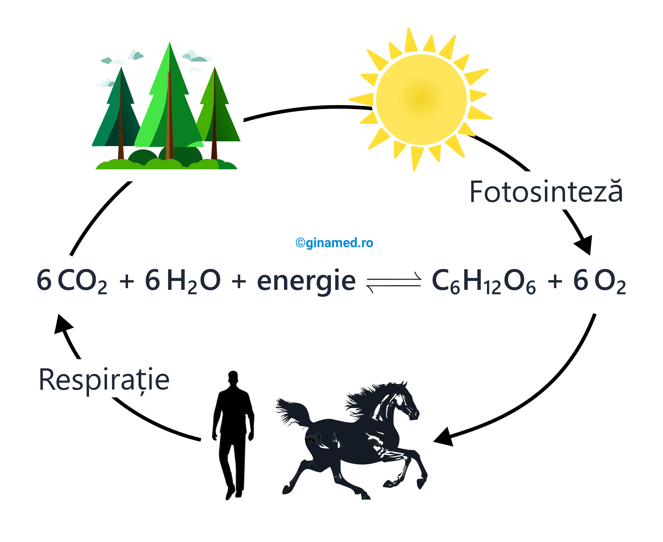 Importanța fotosintezei în menținerea echilibrului natural.