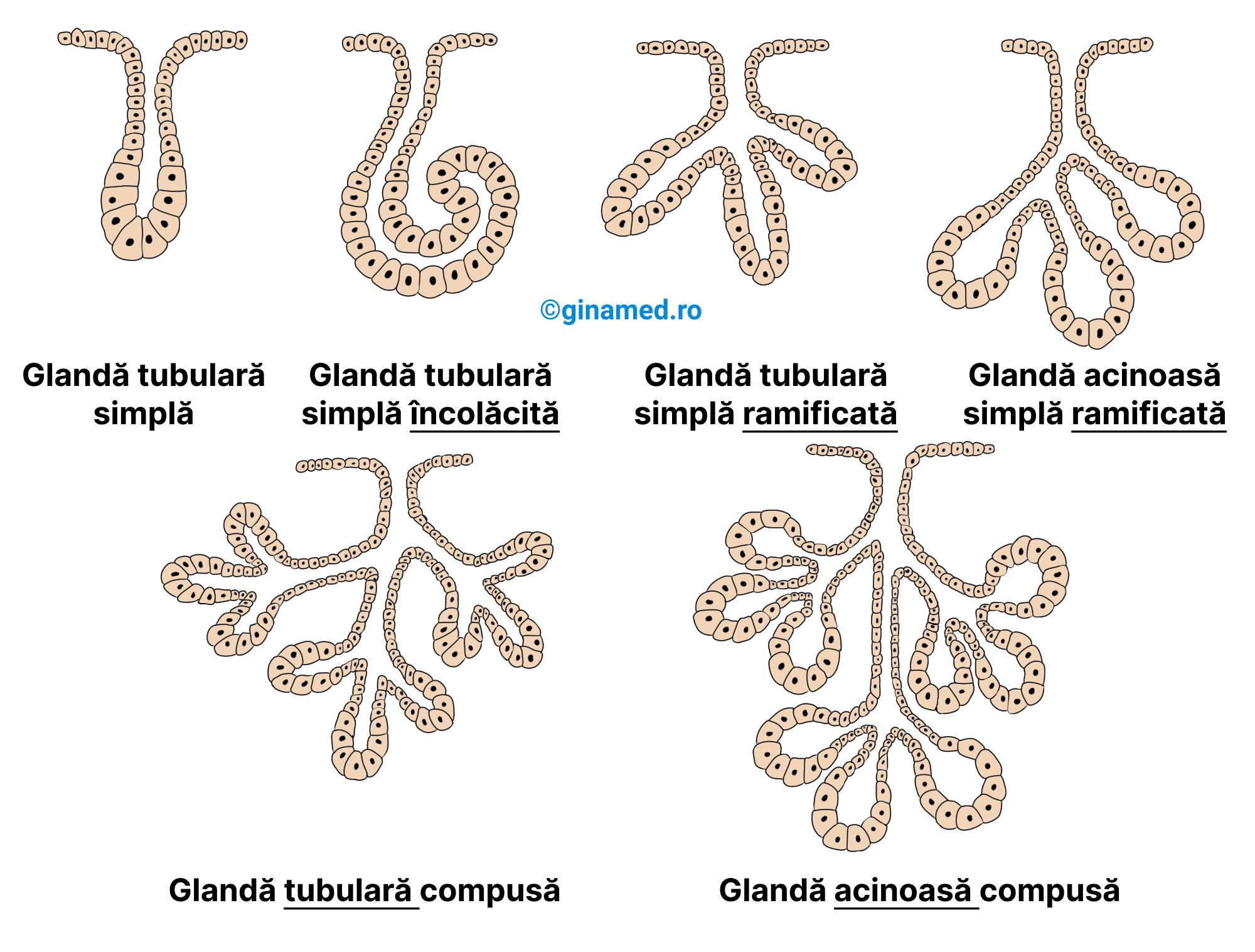 Tipuri de glande exocrine pluricelulare.