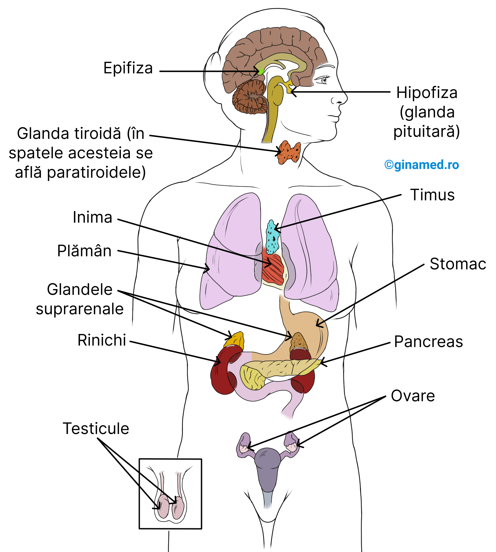 Glandele endocrine și dispunerea lor raportată la organele corpului.