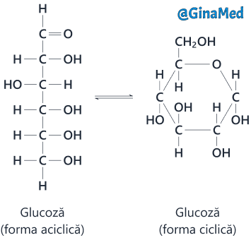 Formele aciclică și ciclică ale glucozei.