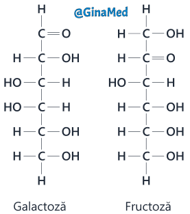 Două monozaharide: galactoză și fructoză. Prezintă același număr și tip de atomi, dar aranjați diferit.
