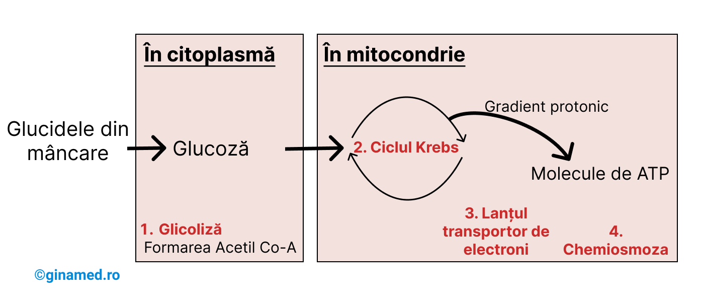 Metabolismul glucidelor în ansamblu și cele 4 etape la care este expusă glucoza în cursul respirației celulare.