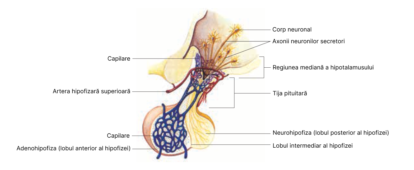 Legături nervoase și vasculare hipotalamo-hipofizare.