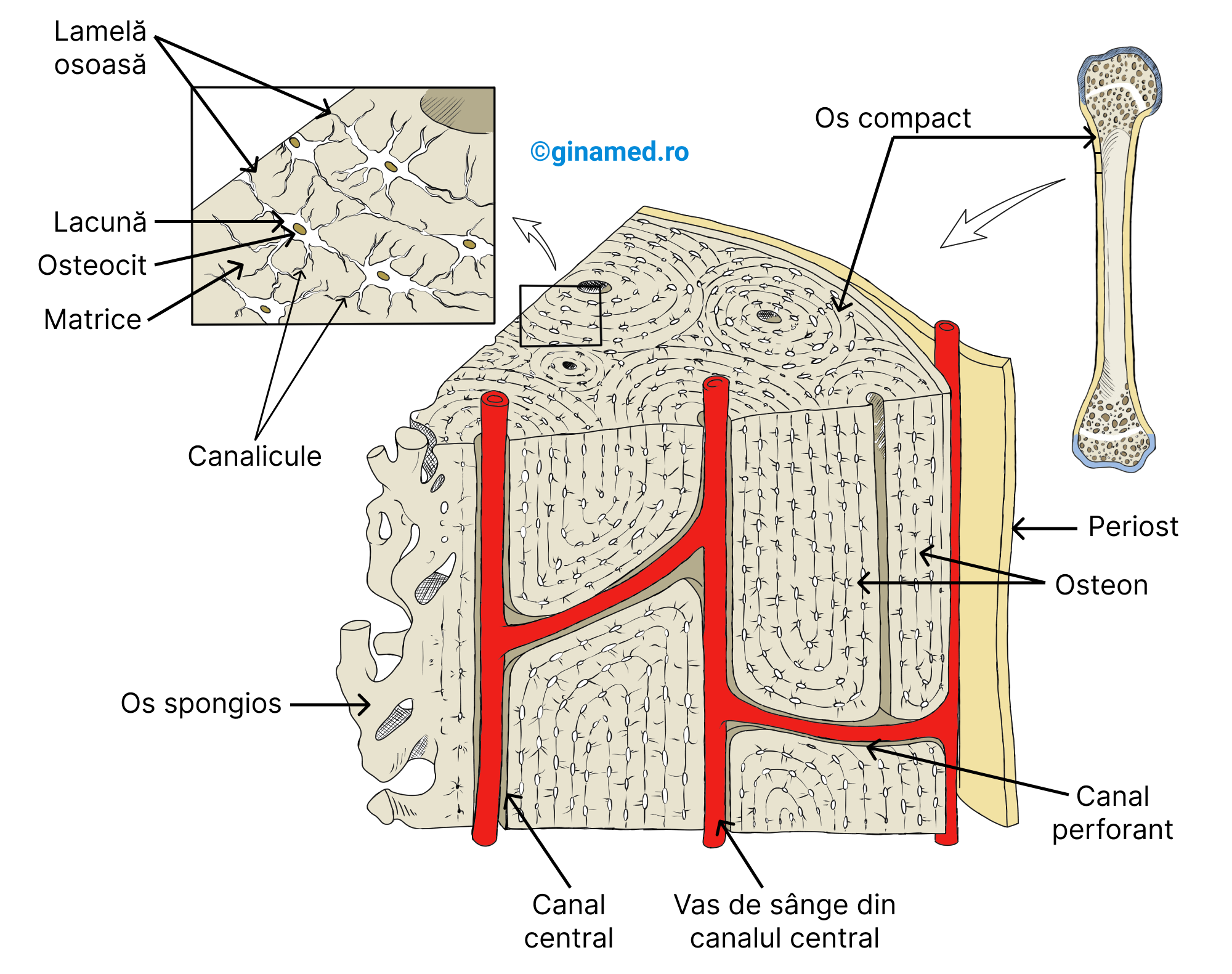 Structura histologică a osului.