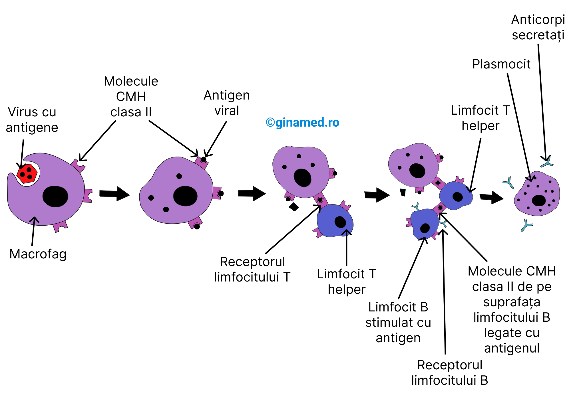 Imunitatea mediată prin anticorpi.