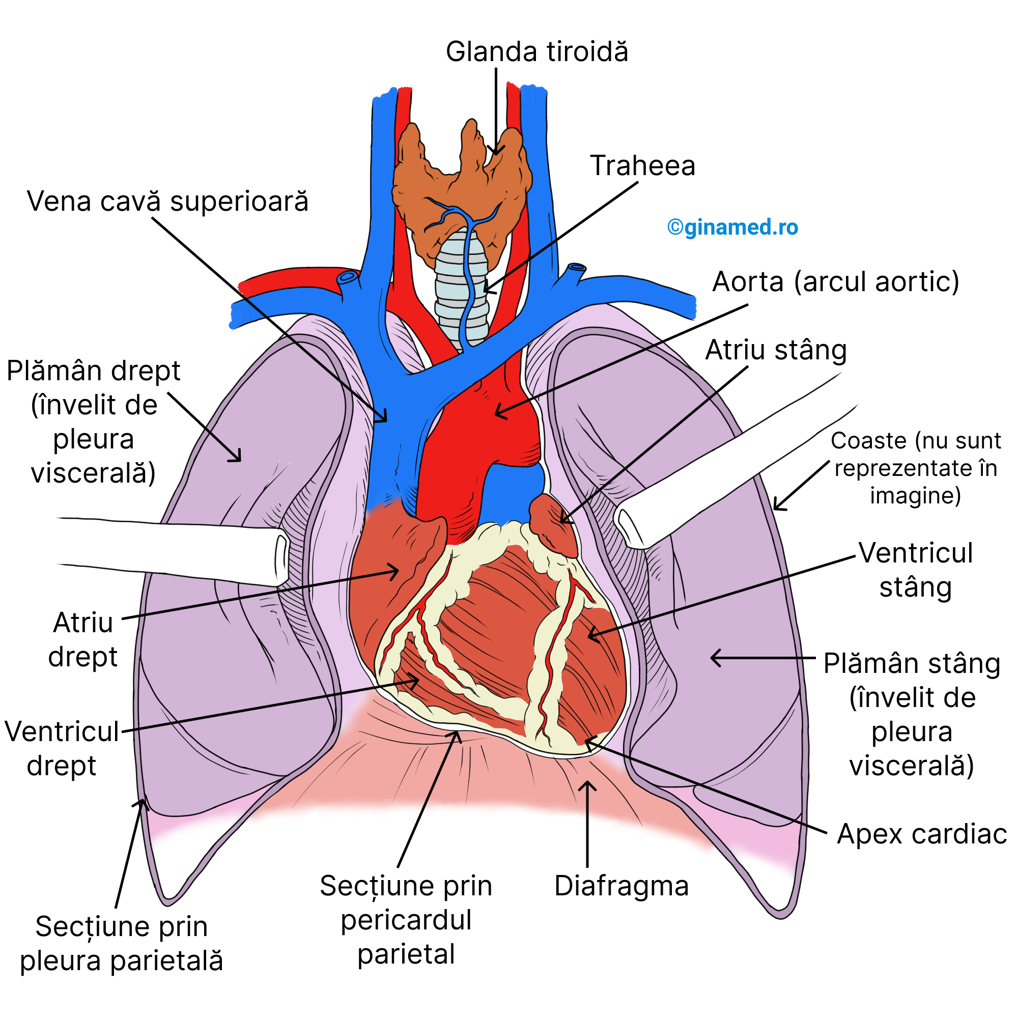 Localizarea inimii în cavitatea toracică privită din poziție ventrală (anterioară).