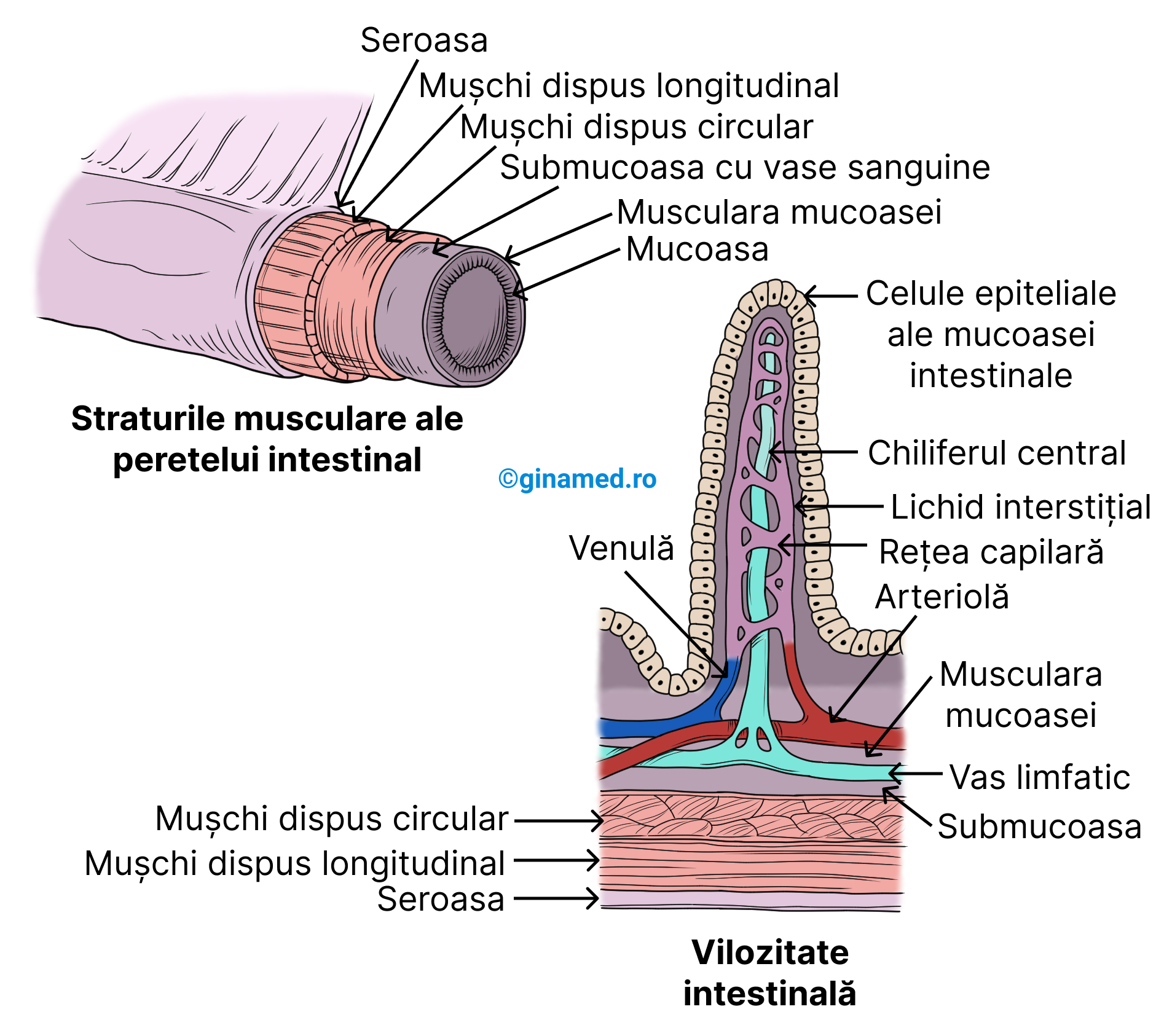 Straturile musculare ale peretelui intestinului subțire și structura unei vilozități intestinale.