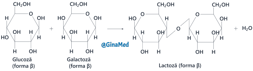 Sinteza dizaharidului lactoză.