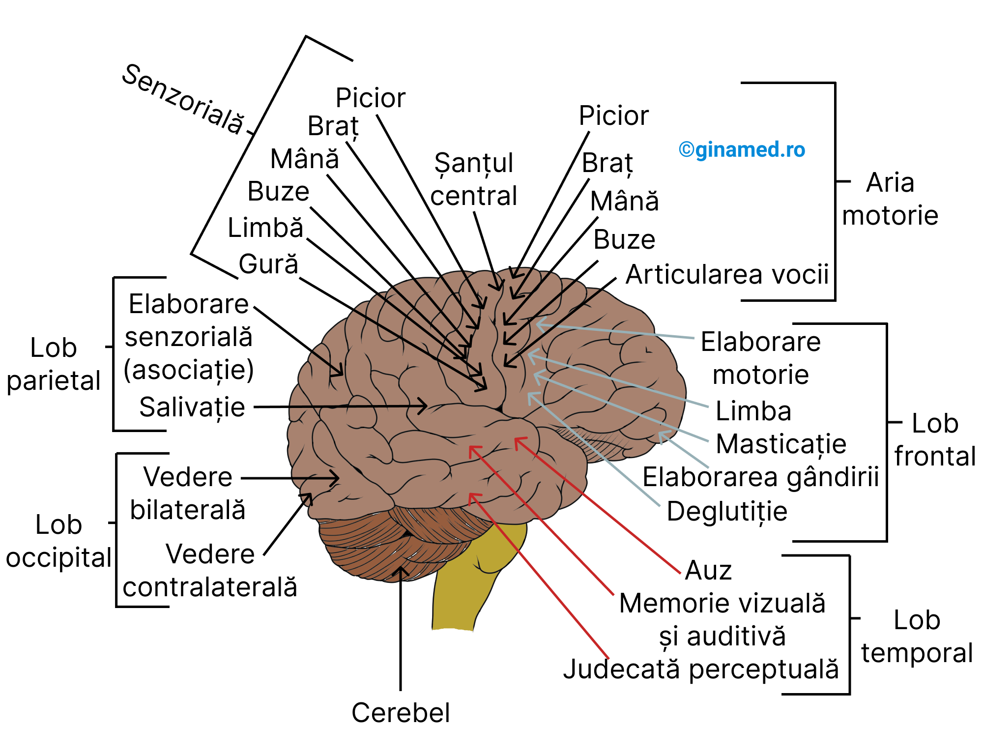 Vedere din lateral dreapta a encefalului.