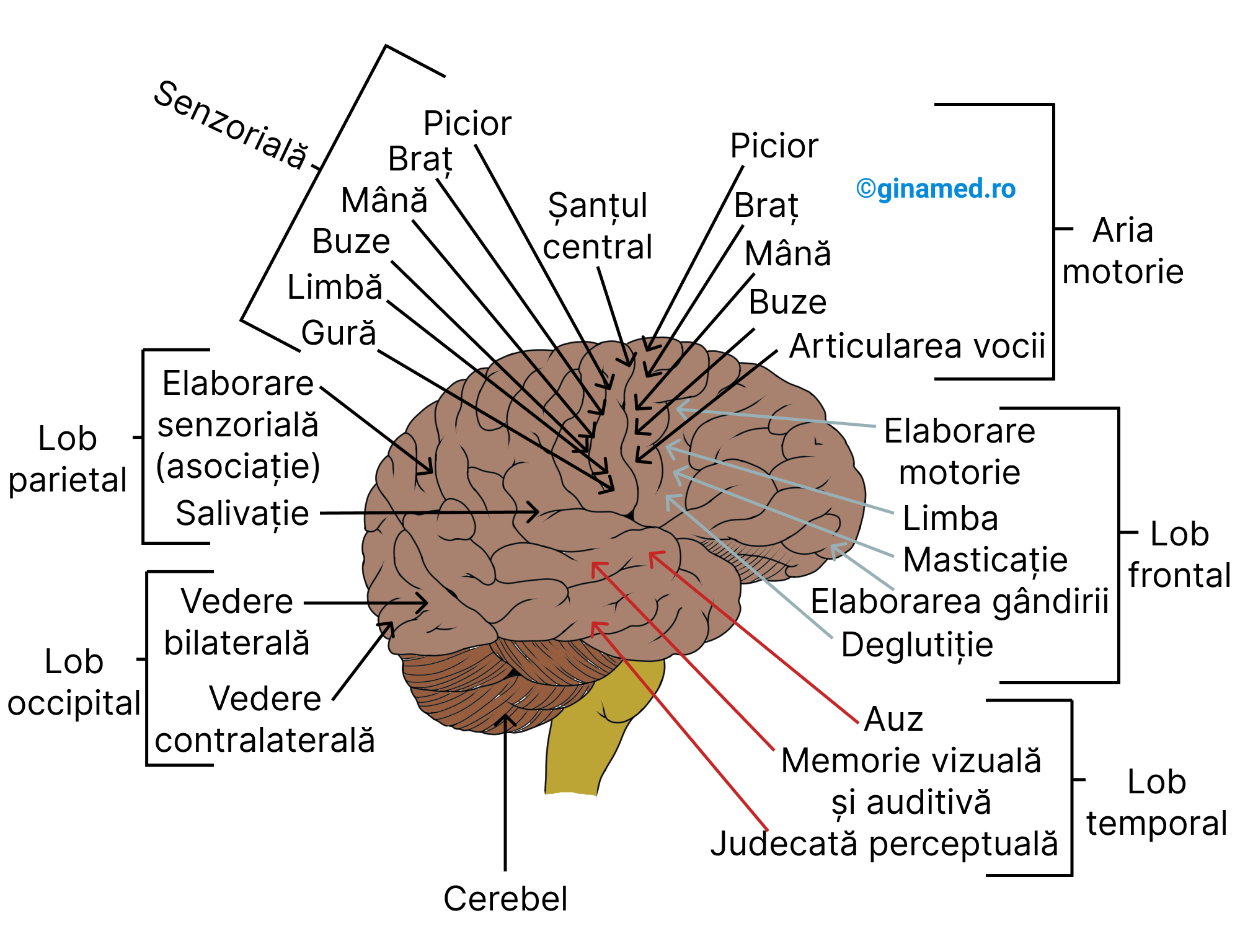 Organizarea Sistemului Nervos Biologie Barron s GinaMed Organizarea Sistemului Nervos Biologie Barron s GinaMed