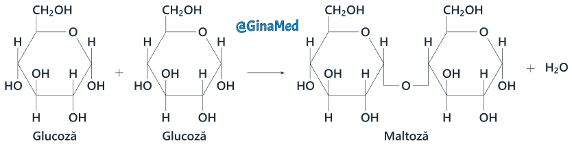 Sinteza dizaharidului maltoză.