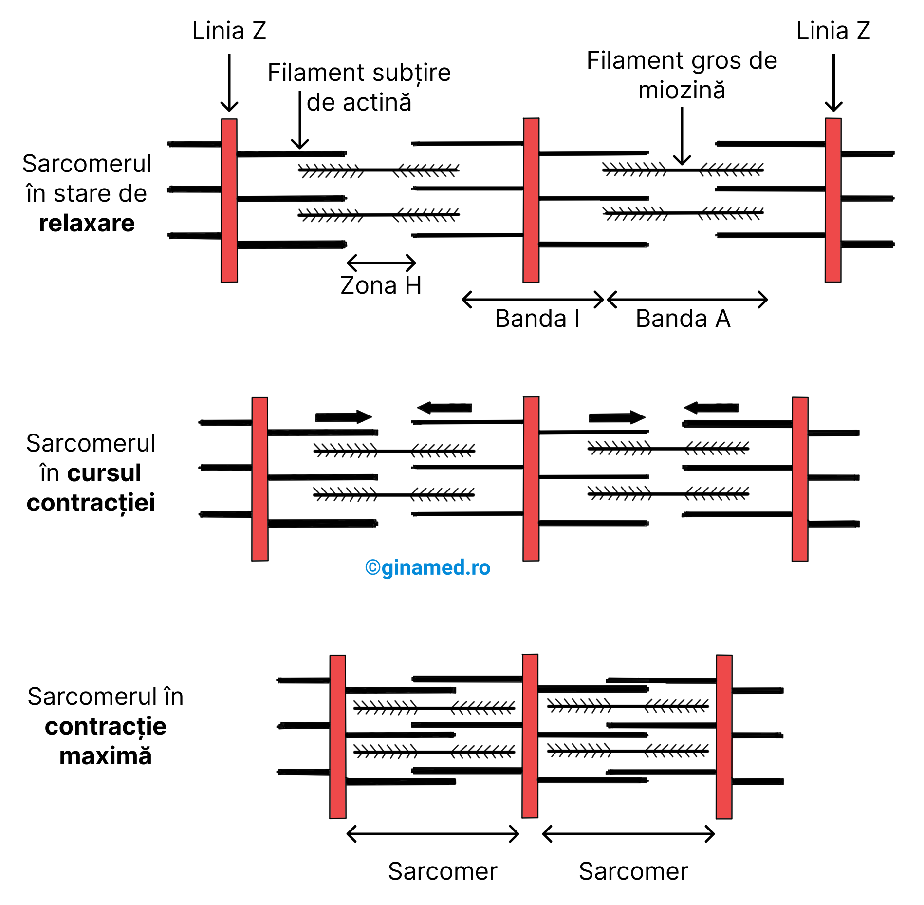 Teoria mecanismului de glisare a filamentelor în cursul activității musculare de la nivelul a două sarcomere.