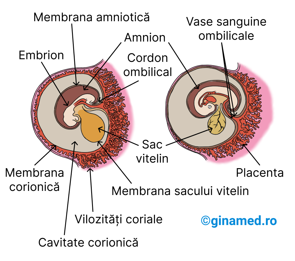Membranele embrionului la începutul dezvoltării embrionare când se formează membranele amniotică, a corionului, alantoidei și vitelină (în imaginea din stânga) și la 5 săptămâni se observă placenta în alcătuirea căreia intră vilozitățile coriale, precum și contribuția alantoidei în formarea cordonului ombilical și a vaselor de sânge ombilicale (în imaginea din dreapta).