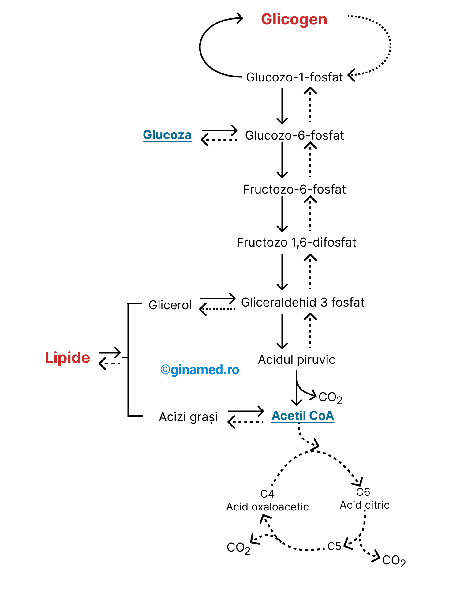 Metabolismul glucozei și lipidelor.