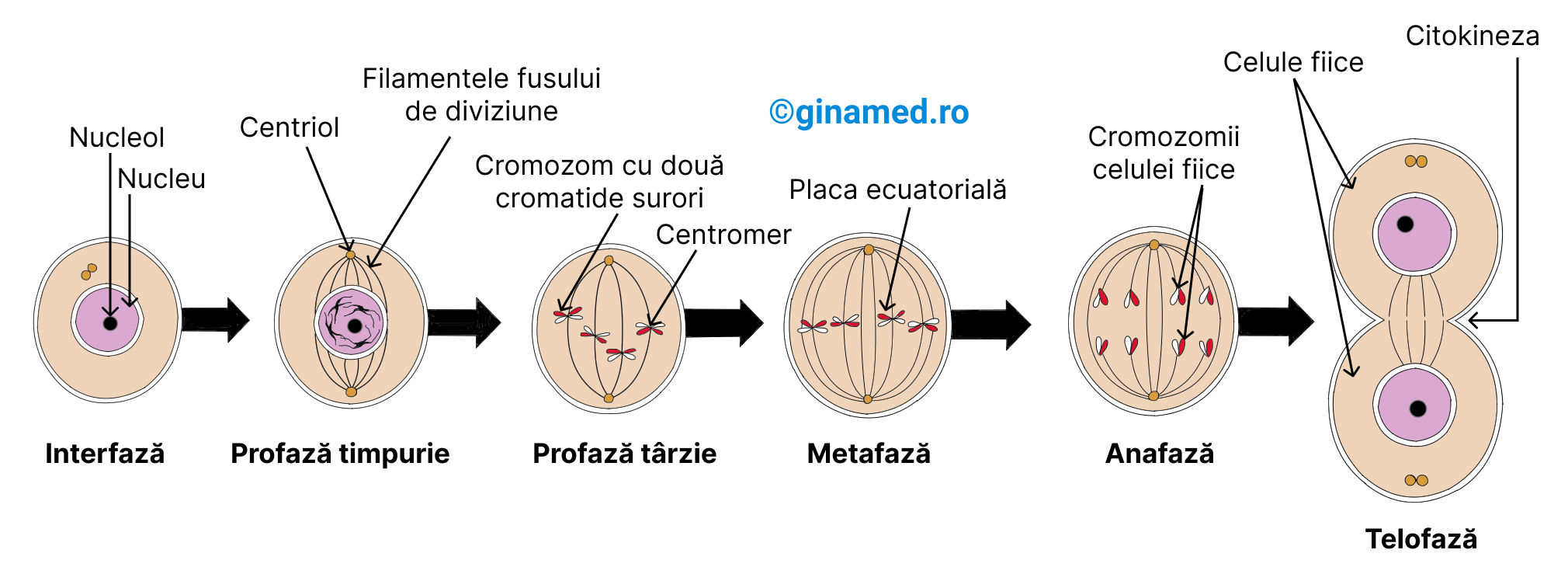 Procesul de mitoză.