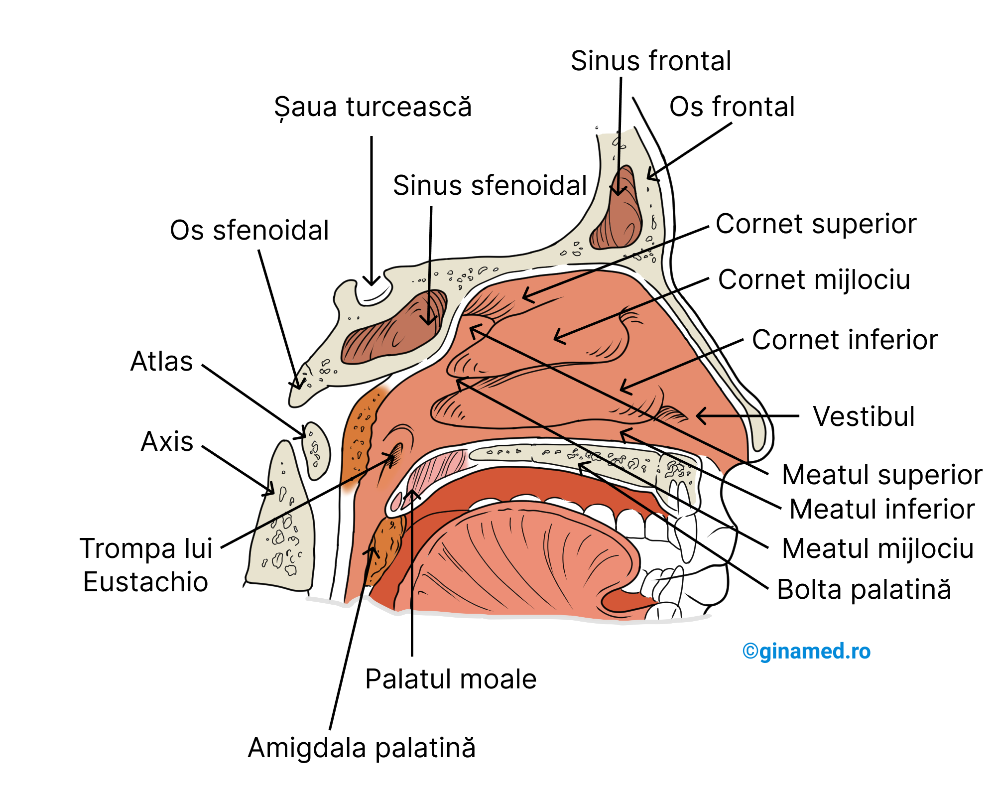 Structura nasului (septul nazal a fost îndepărtat).