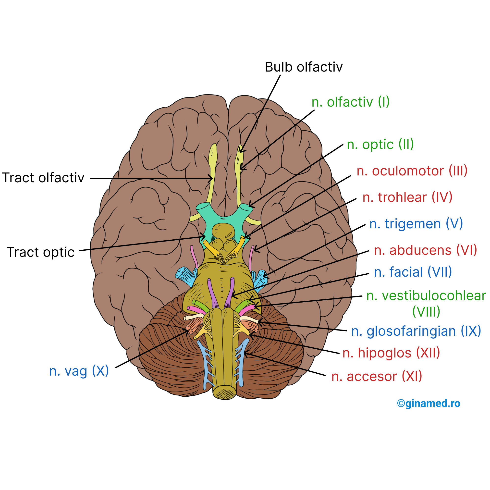 Originea aparentă a celor 12 perechi de nervi cranieni.
