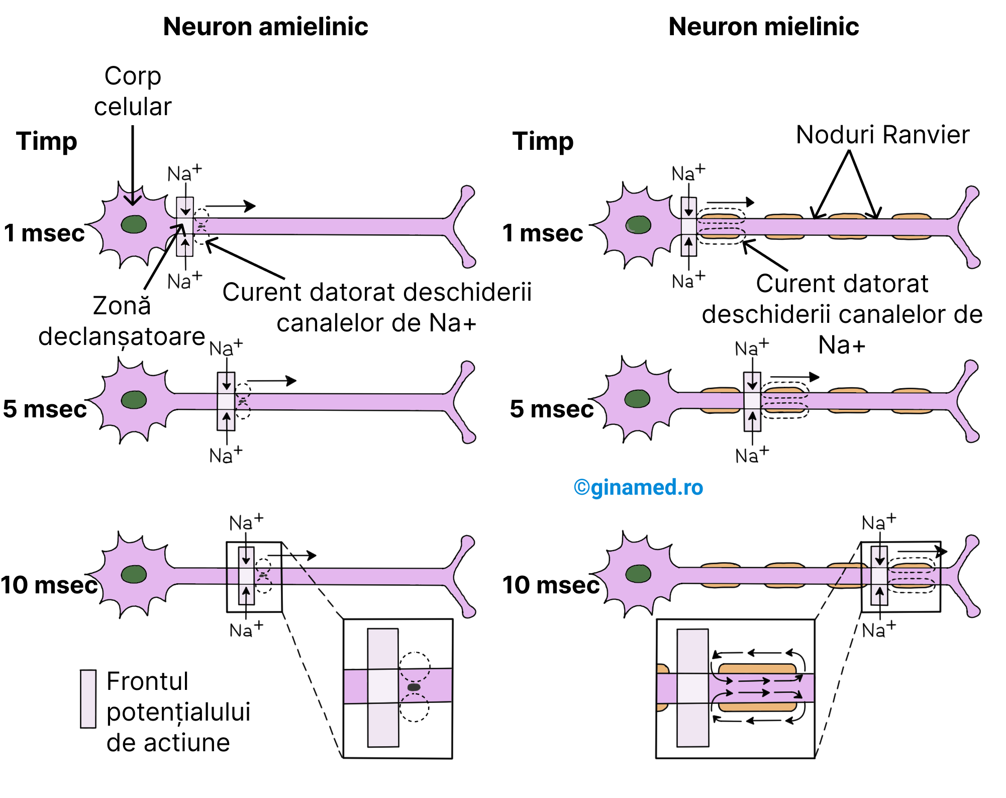 Diferența între axonii amielinici și cei mielinici din punct de vedere al propagării impulsurilor.