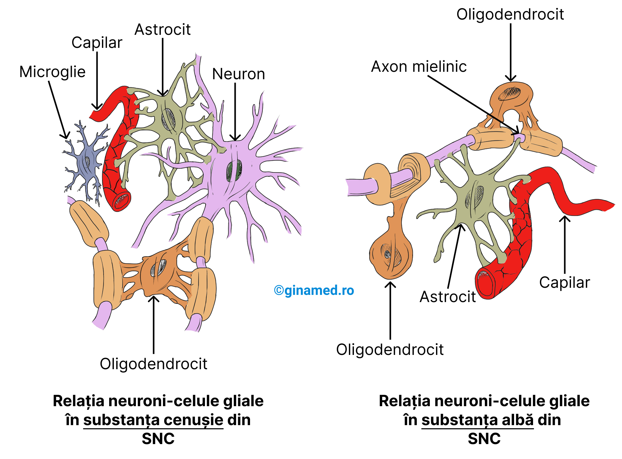 Relația neuroni-celule gliale din sistemul nervos central.