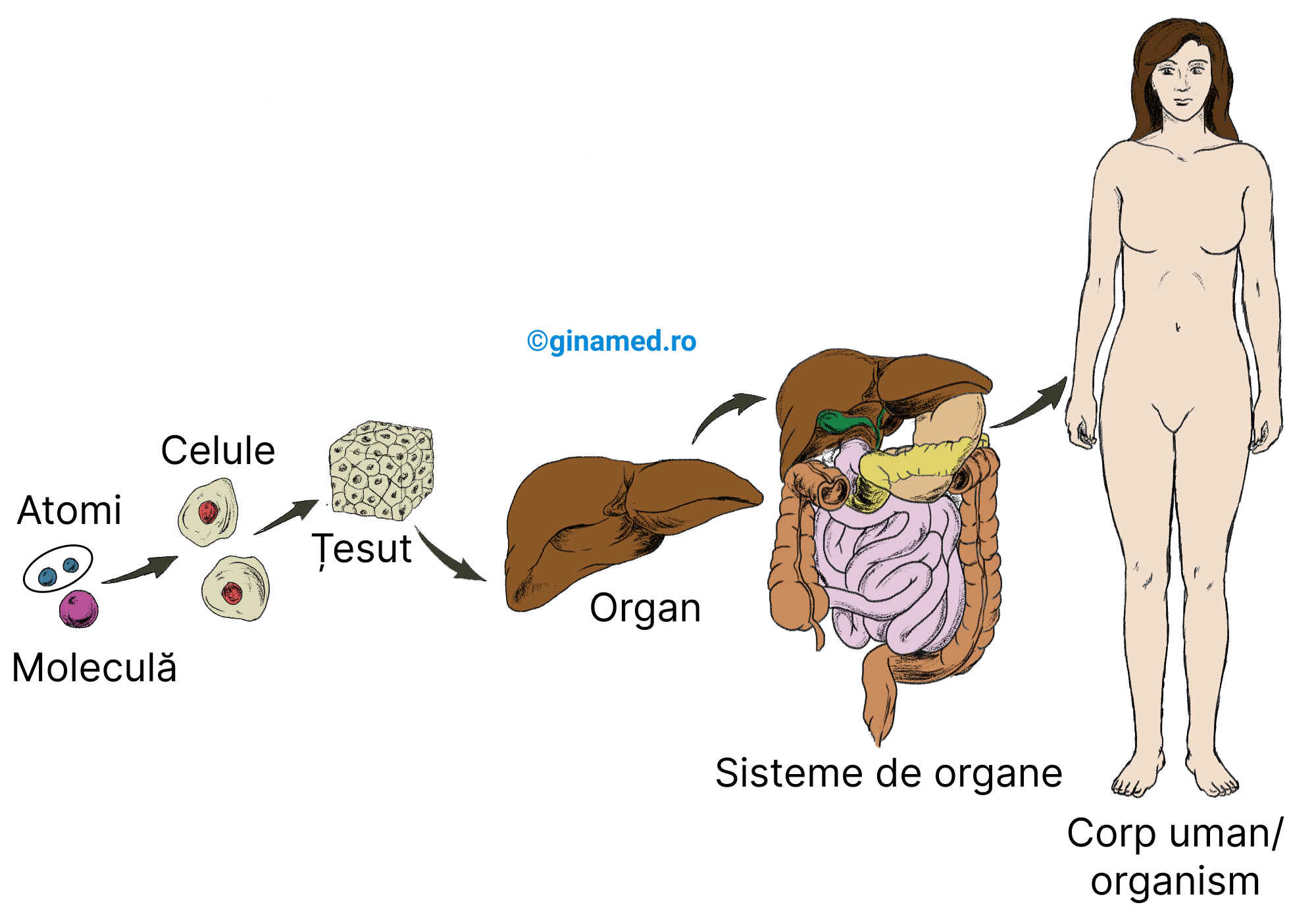 Nivelurile de organizare structurală a corpului uman.