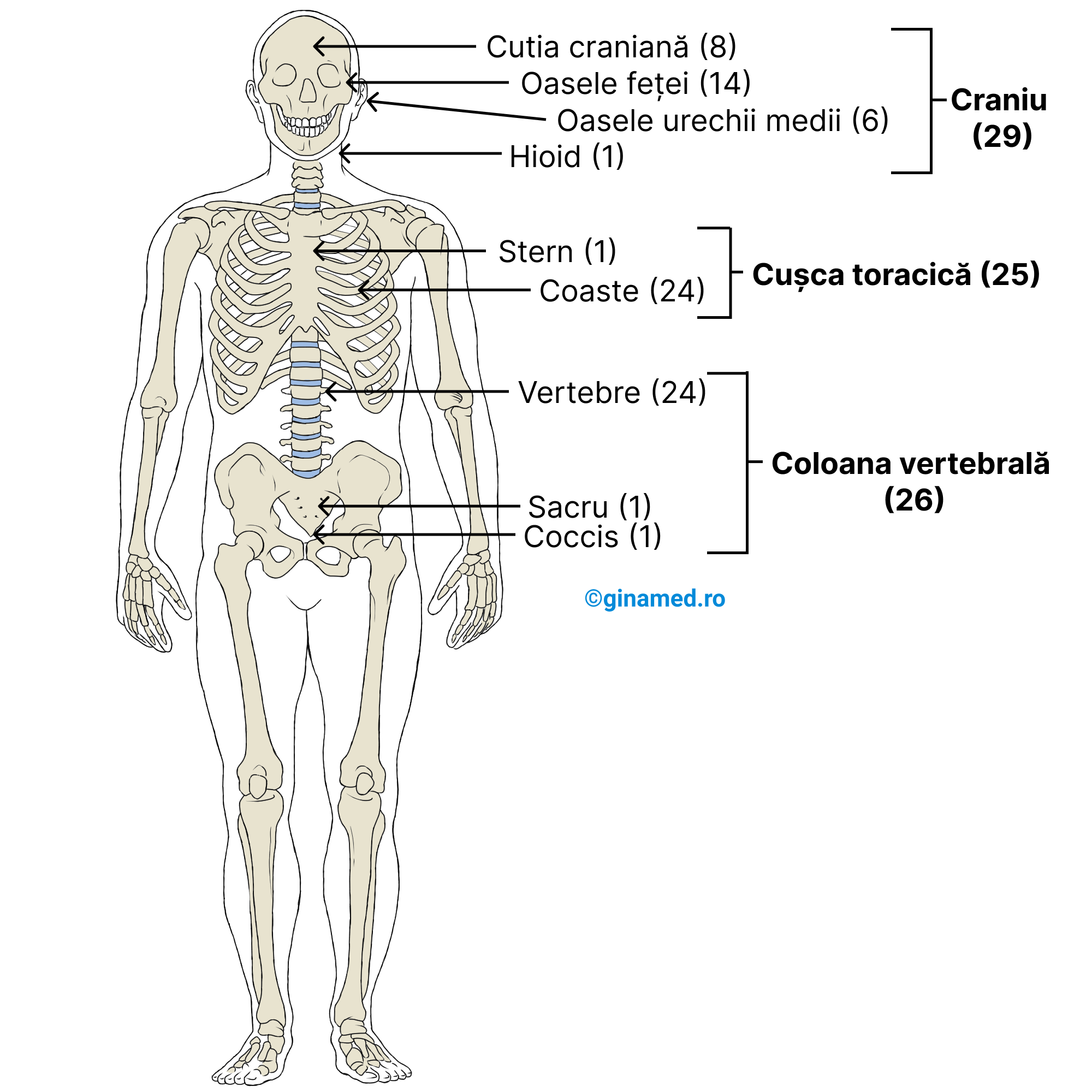 Oasele din alcătuirea scheletului axial uman care însumează 80 de oase.