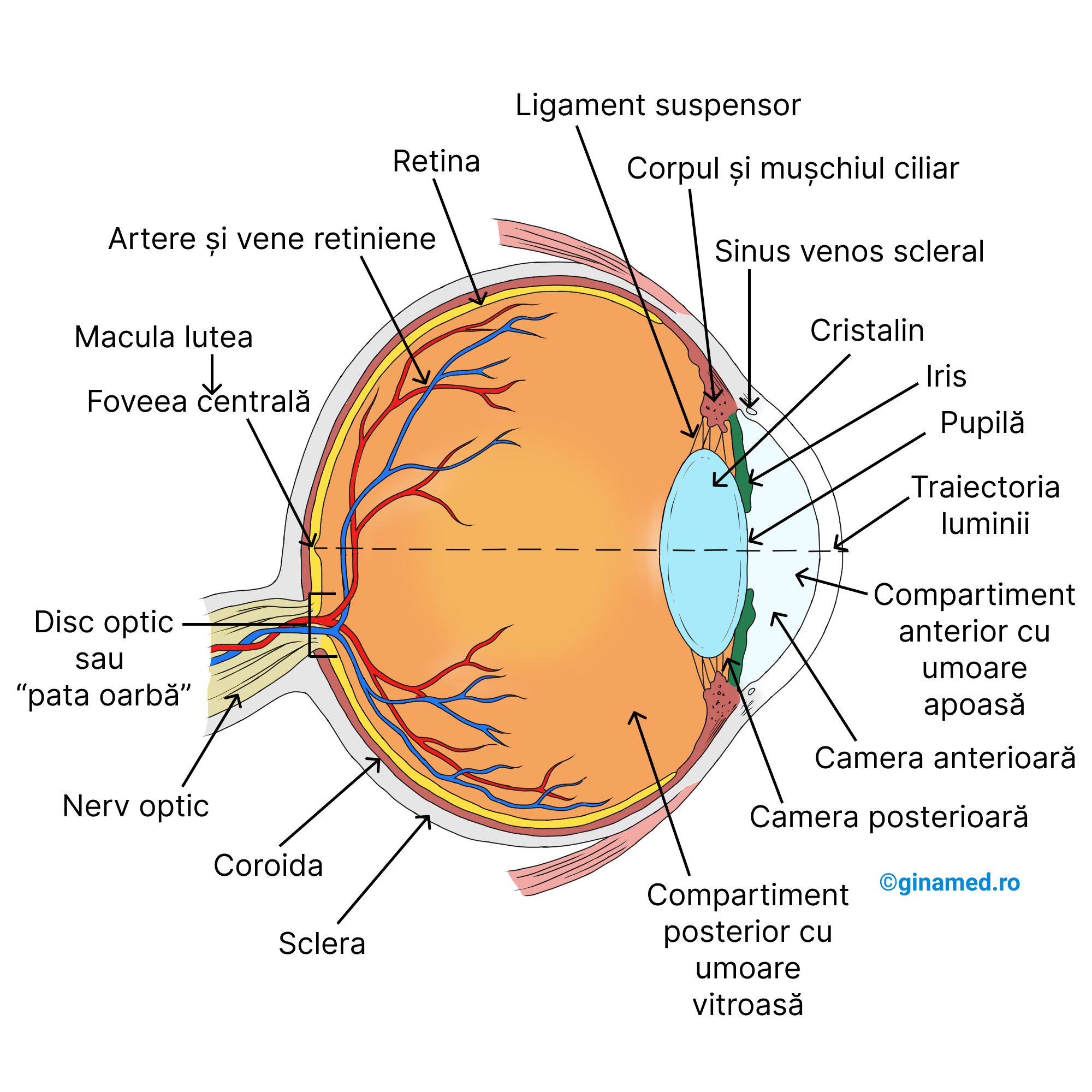 Ochiul în secțiune longitudinală și structurile sale anatomice.