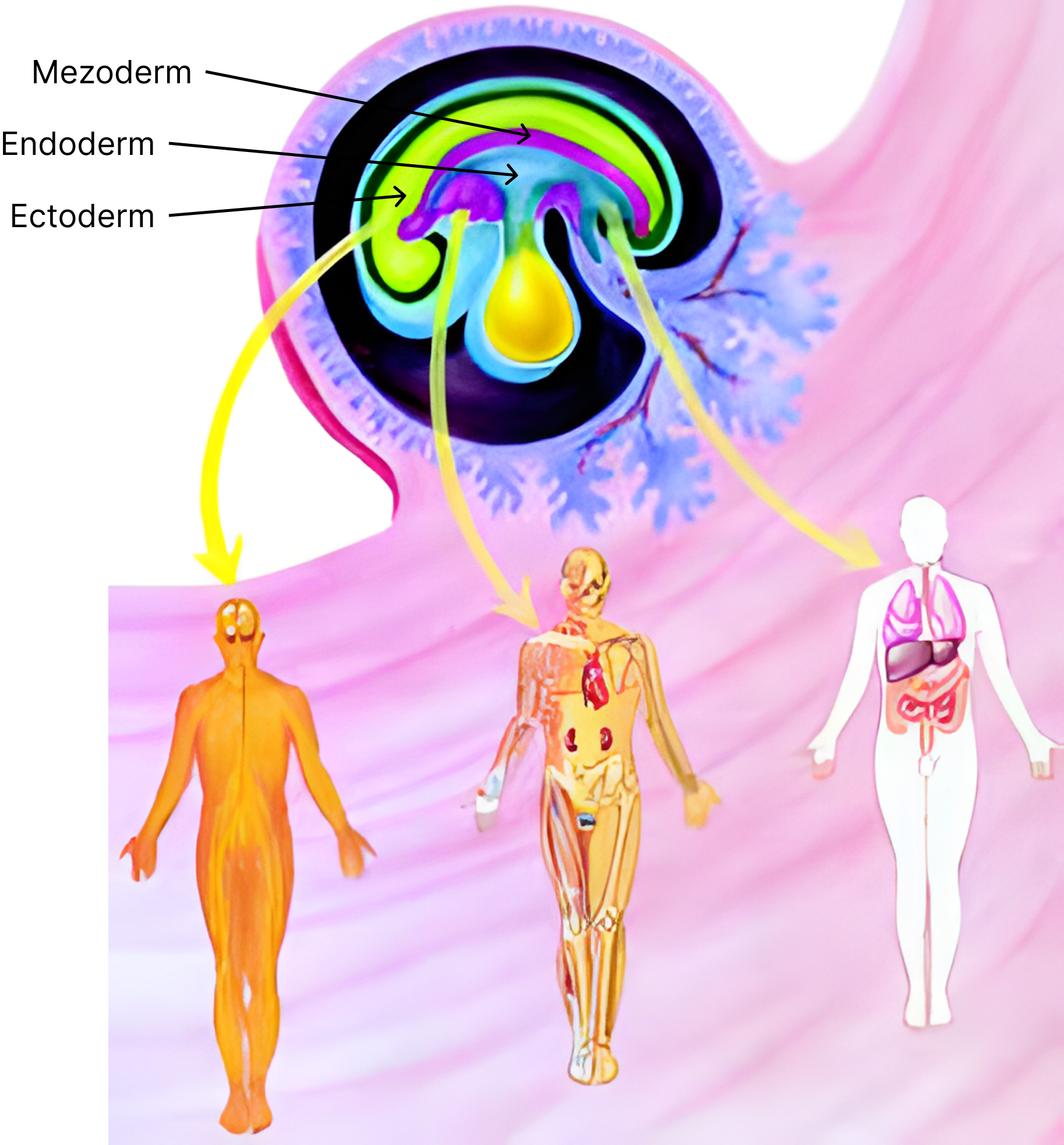 Originea embrionară a aparatelor, sistemelor și organelor. De pe imagine: Originea embrionară a aparatelor, sistemelor și organelor se află în&nbsp;<b>ectoderm (pentru tegument, sistem nervos, medulosuprarenală)</b>, în&nbsp;<b>mezoderm (pentru corticosuprarenală și sistemele: muscular, locomotor, excretor, reproducător, cardiovascular)</b>, iar în&nbsp;<b>endoderm (pentru sistemele digestiv și respirator)</b>.&nbsp;&nbsp;