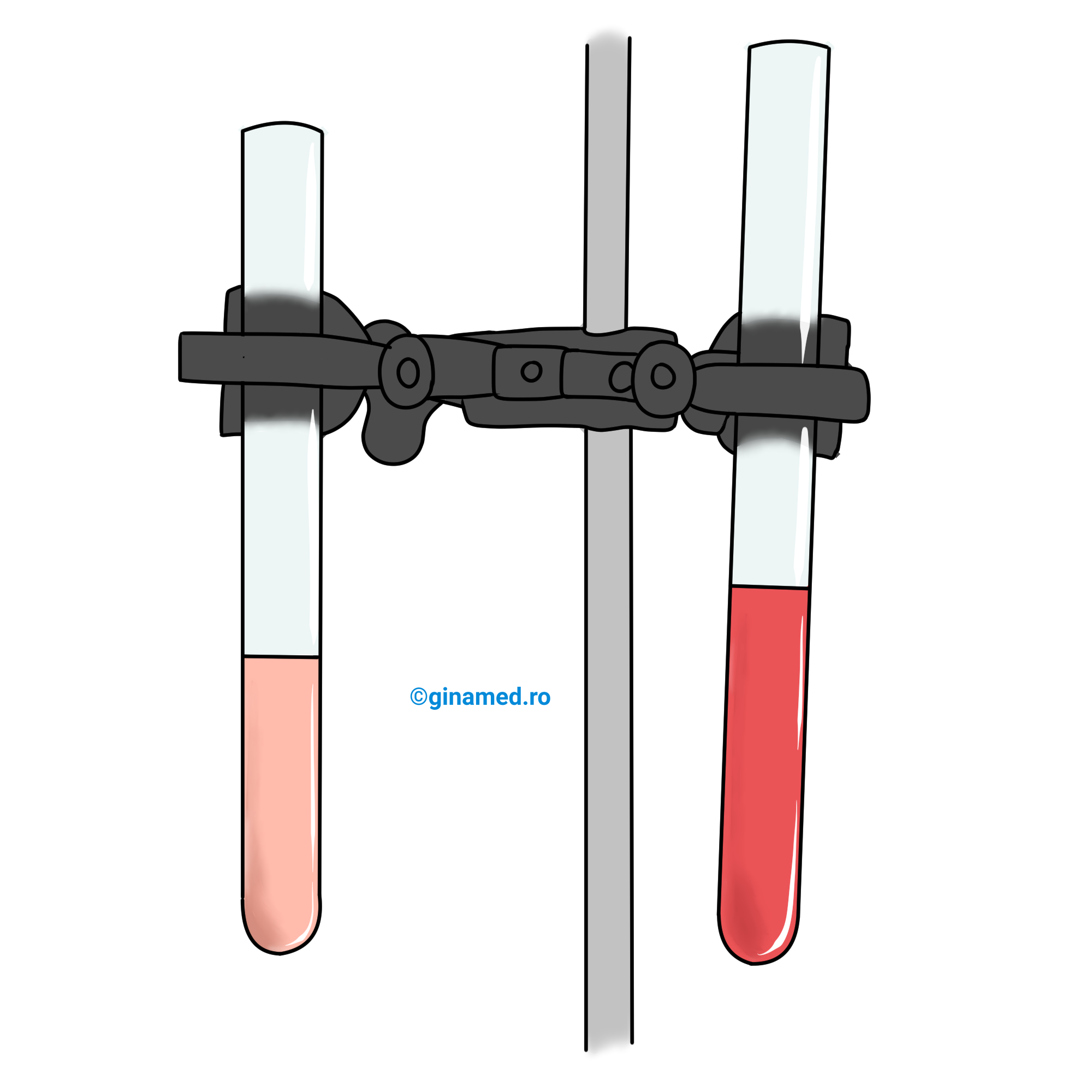 Culoarea indicatorului roșu de metil introdus în eprubeta din stânga la începutul experimentului - proba conține etanol. Culoarea indicatorului roșu de metil după ce a avut loc fermentația acetică - proba conține acid acetic, în eprubeta din dreapta.