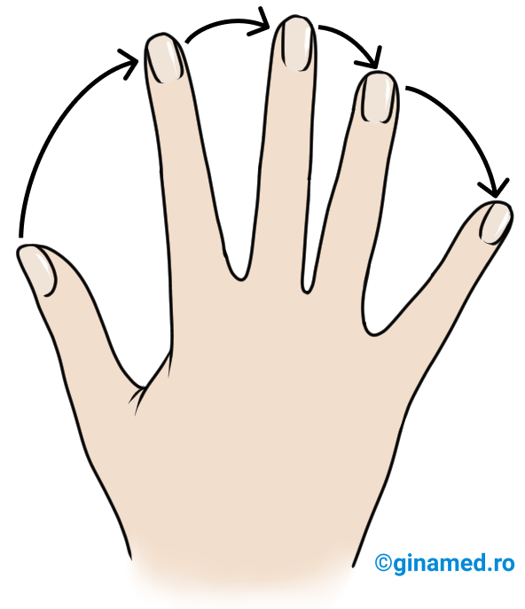 Sensul de dispunere al degetelor în jurul palmei drepte.