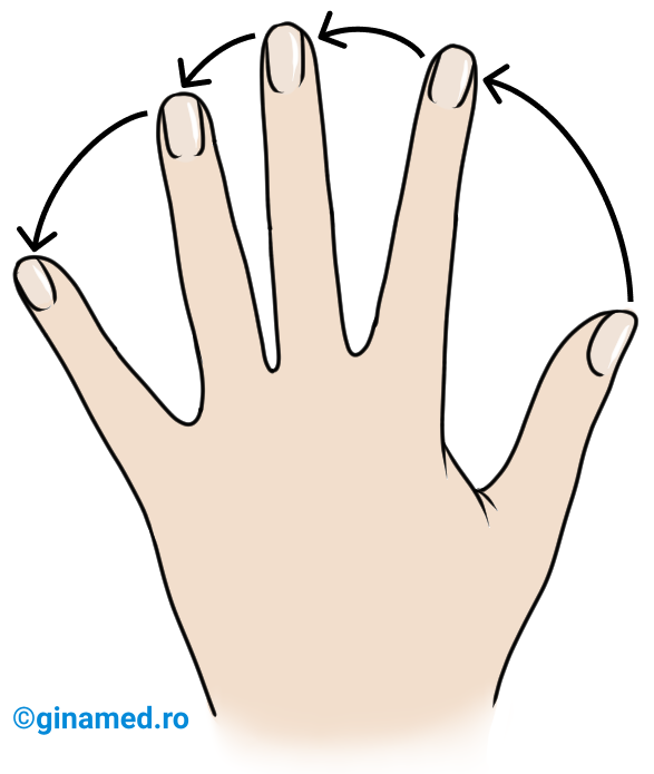 Sensul de dispunere al degetelor în jurul palmei stângi.