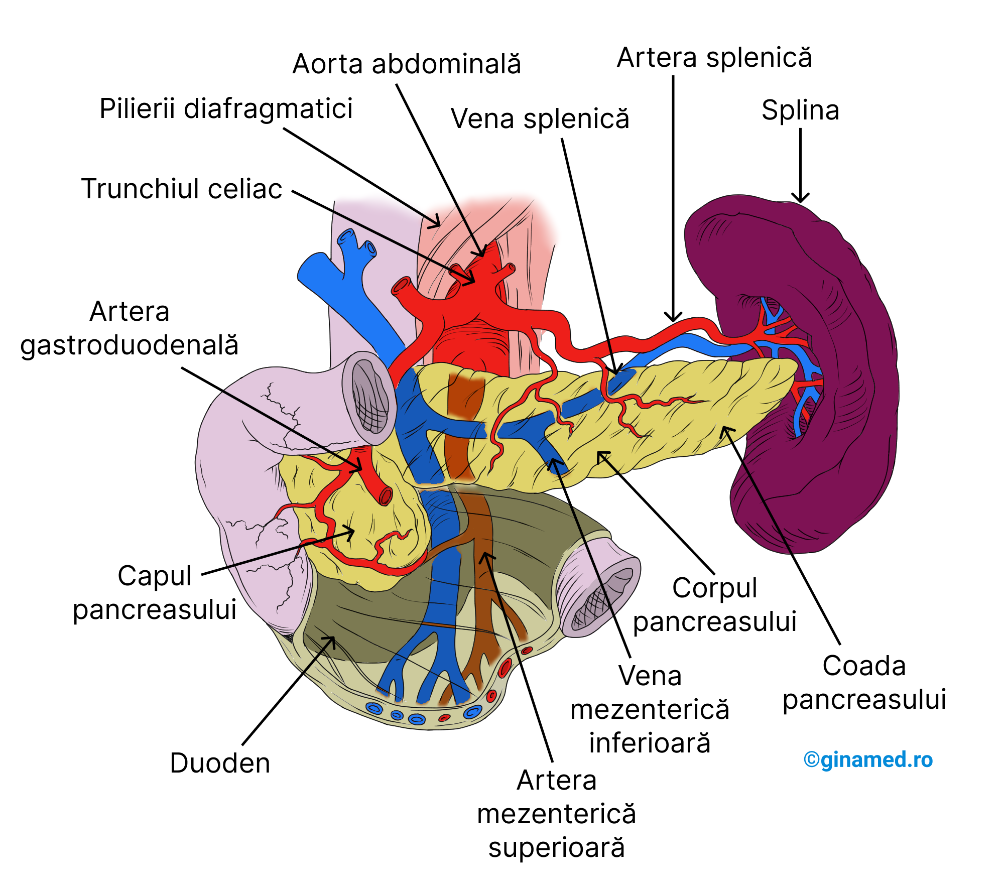 Pancreasul - vedere frontală a poziției sale anatomice din cavitatea abdominală (stomacul este dispus spre stânga pentru a observa pancreasul).