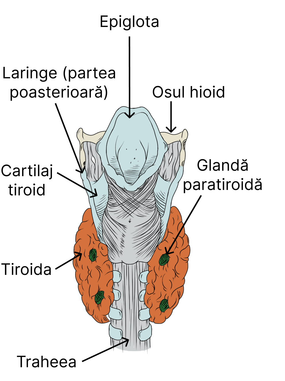 Dispunerea glandelor paratiroide (4) pe fața posterioară a tiroidei.