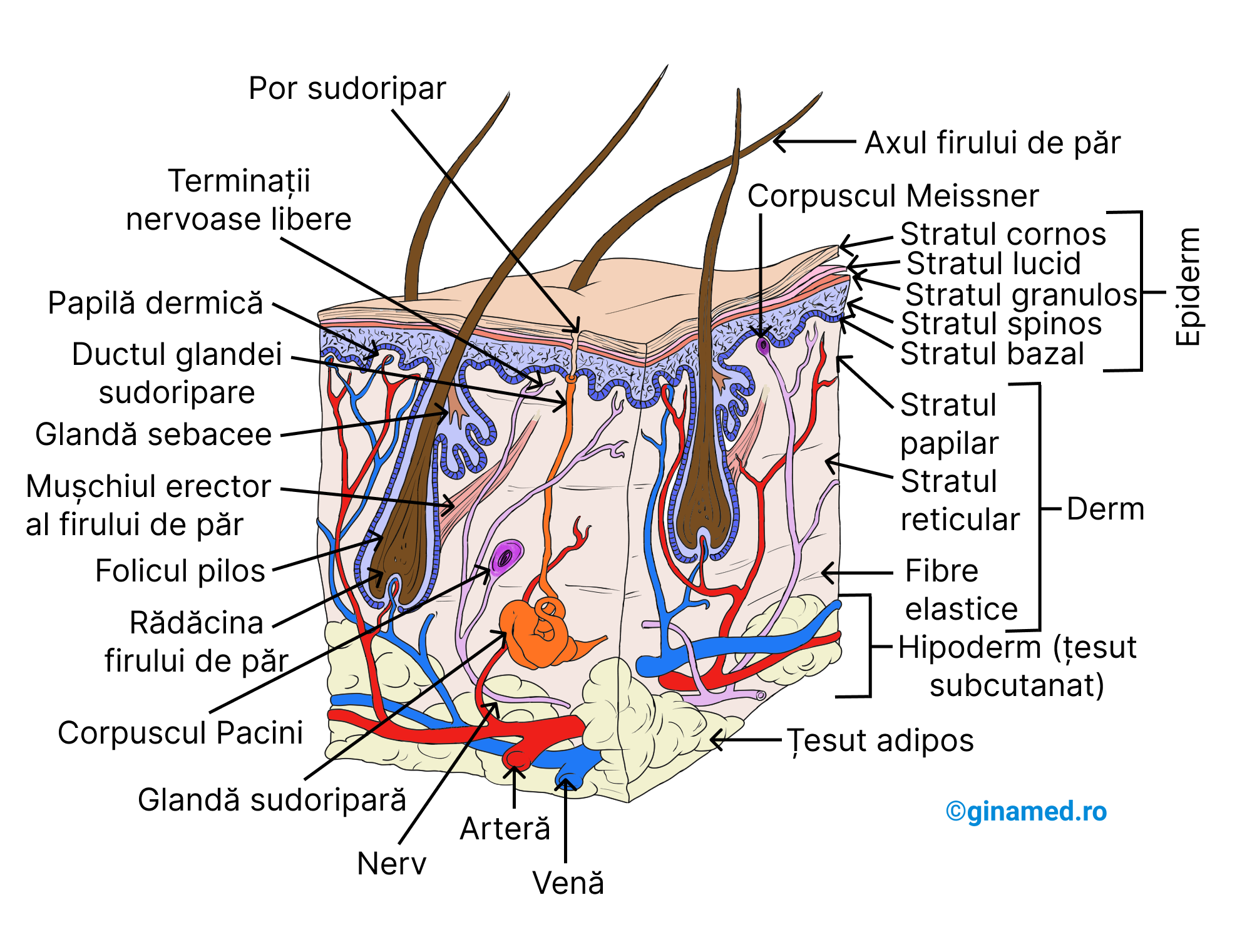Secțiune transversală prin piele și țesutul subcutanat.
