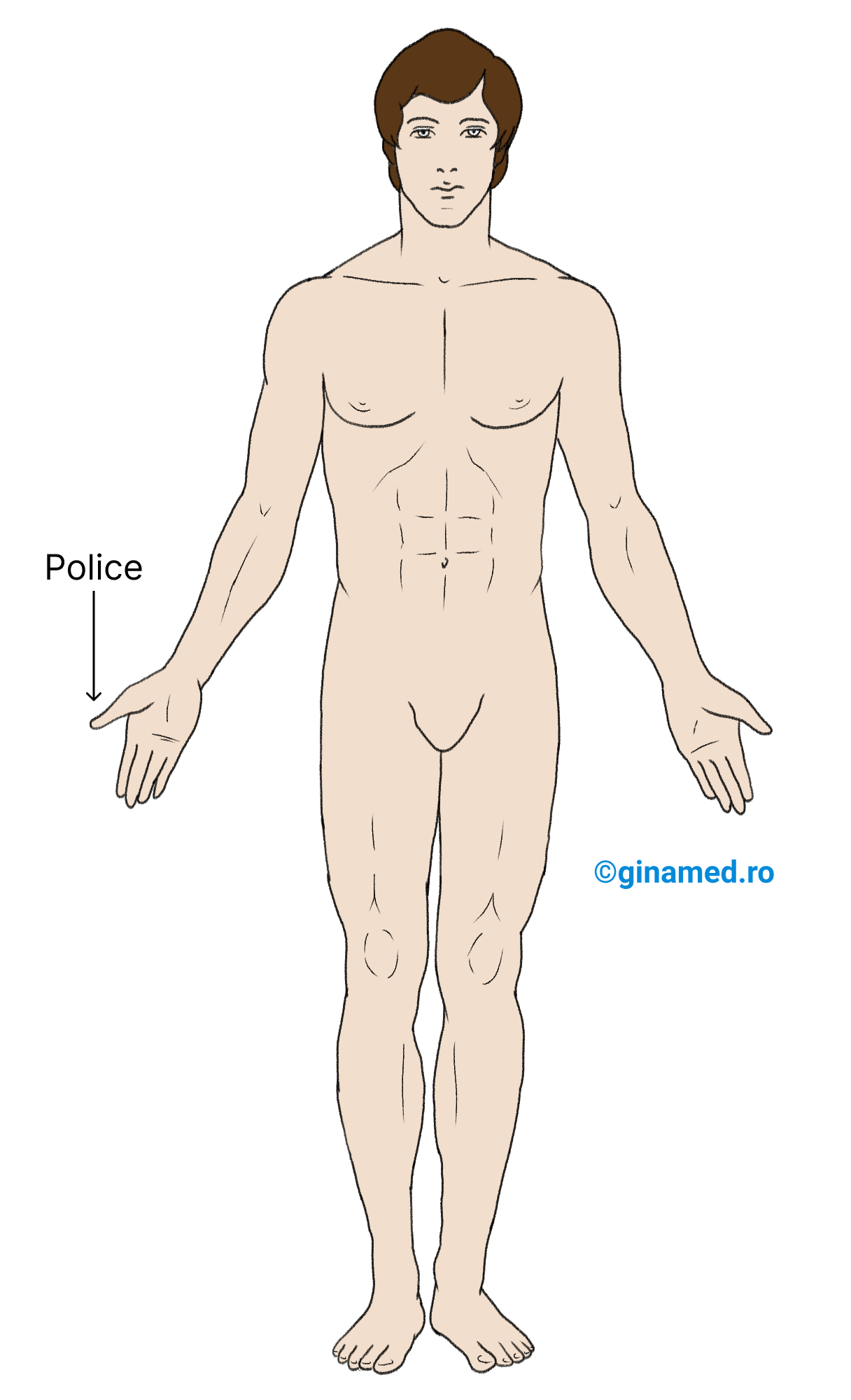 Poziția anatomică.