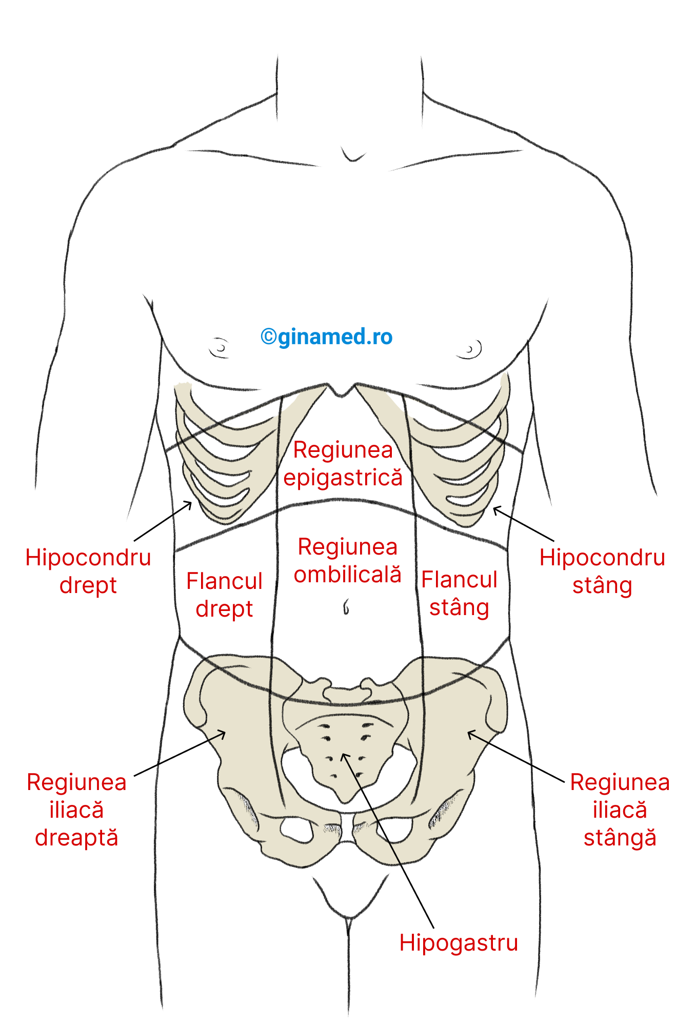 Regiuni anatomice ale cavității abdomino-pelviene.