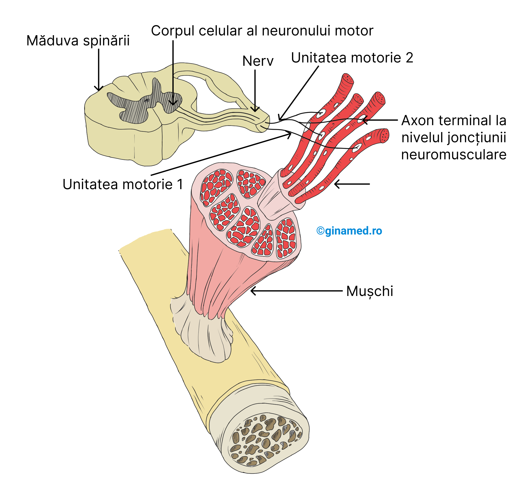 Relația dintre sistemul nervos și cel muscular.