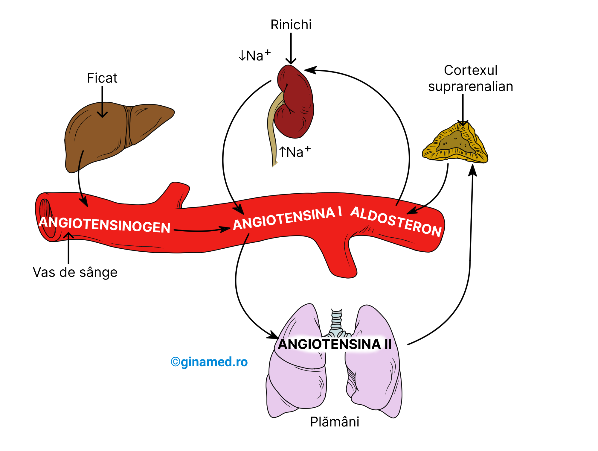 Sistemul renină-angiotensină-aldosteron implicat în reglarea sodiului.